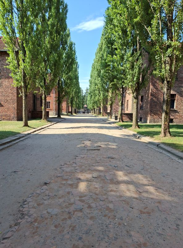 Baumbestandene Lagerstraße mit historischen Backsteinbaracken im ehemaligen Konzentrationslager Auschwitz I.