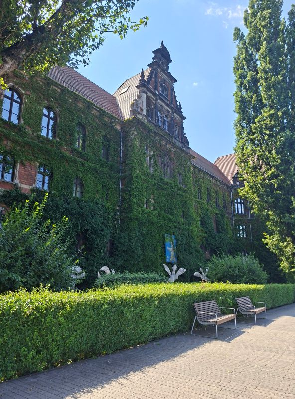 Mit dichtem Efeu bewachsene historische Backsteinfassade des Nationalmuseums in Breslau.